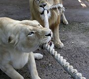 Liūtai zoologijos sode