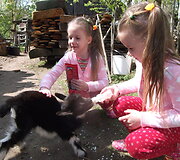 Aurėjos ir Austėjos meilė ožiukui