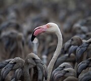 Suaugęs flamingas tarp jauniklių Ispanijoje