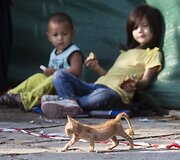 Migrantų vaikai Graikijoje stebė kačiuką