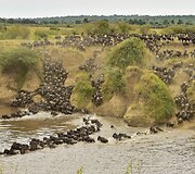Gyvūnų migracija į Serengečio lygumą Afrikoje