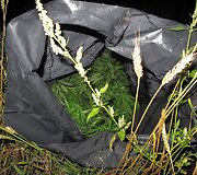 Surinktos kanapės