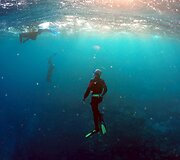 Didysis barjerinis rifas Australijoje