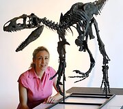 Aukcione Didžiojoje Britanijoje bus parduodama alozauro jauniklio skeletas