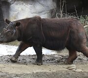 Raganosiai &ndash; viena sparčiausiai pasaulyje nykstančių gyvūnų rū&scaron;ių