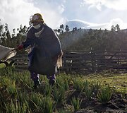 70 metų Maria valo pelenus nuo daržo augalų 