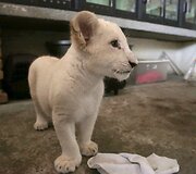 Baltojo liūto jauniklis Meksikos zoologijos sode