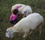 Pakistanietis berniukas žaidžia su avimis