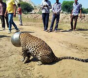 Leopardas Indijoje, kurio galva įstrigo dubenyje