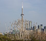 Pauk&scaron;čiai tupintys medžiuose Toronto fone