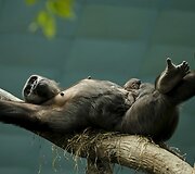 Gorila su jaunikliu Ilinojaus zoologijos sode
