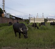 Elektronikos atliekų sąvartynas Guiyu mieste Kinijoje