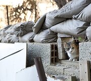 Jungtinių tautų numatyta buferinė zona tarp Kipro ir Turkijos valdomų salos pusių