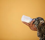 Jaguaro jauniklis Meksikos zoologijos sode