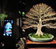 Bonsai medeliai