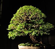 Bonsai medeliai