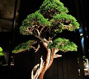 Bonsai medeliai