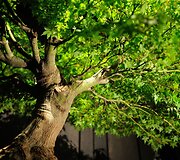 Bonsai medeliai