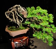 Bonsai medeliai
