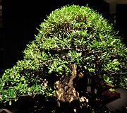 Bonsai medeliai