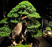 Bonsai medeliai