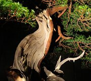 Bonsai medeliai