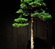 Bonsai medeliai