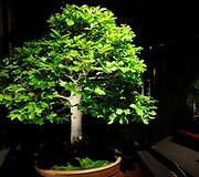 Bonsai medeliai