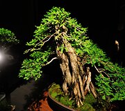 Bonsai medeliai
