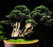 Bonsai medeliai