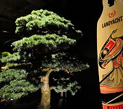 Bonsai medeliai