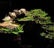 Bonsai medeliai