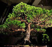 Bonsai medeliai
