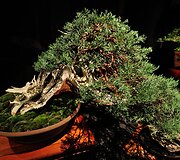Bonsai medeliai