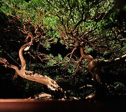 Bonsai medeliai