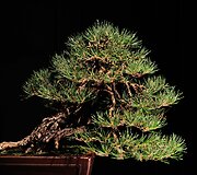 Bonsai medeliai