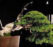Bonsai medeliai