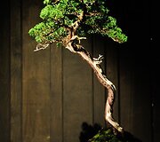 Bonsai medeliai