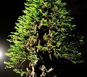 Bonsai medeliai