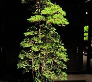 Bonsai medeliai
