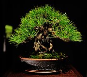 Bonsai medeliai