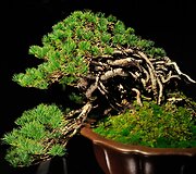 Bonsai medeliai