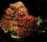 Bonsai medeliai
