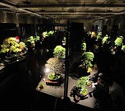 Bonsai medeliai