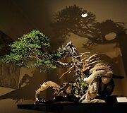 Bonsai medeliai