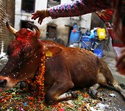 Niranjano Shrestha'os nuotraukos