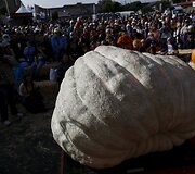 Didžiausio moliūgo konkursas JAV