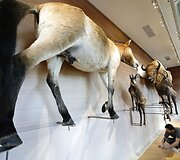 Paryžiuje ruo&scaron;iamasi atidaryti &bdquo;Žmonijos muziejų&ldquo;