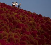Rudens parkas Japonijoje