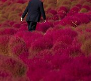 Rudens parkas Japonijoje